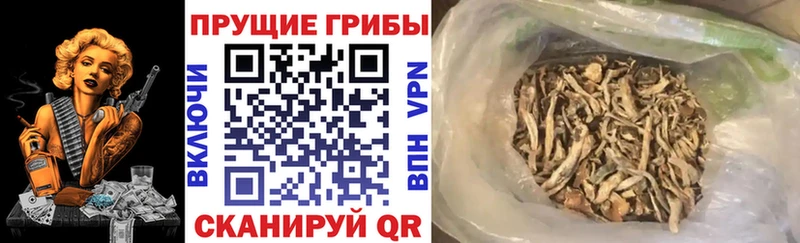 MEGA ONION  Смоленск  Псилоцибиновые грибы Psilocybine cubensis 